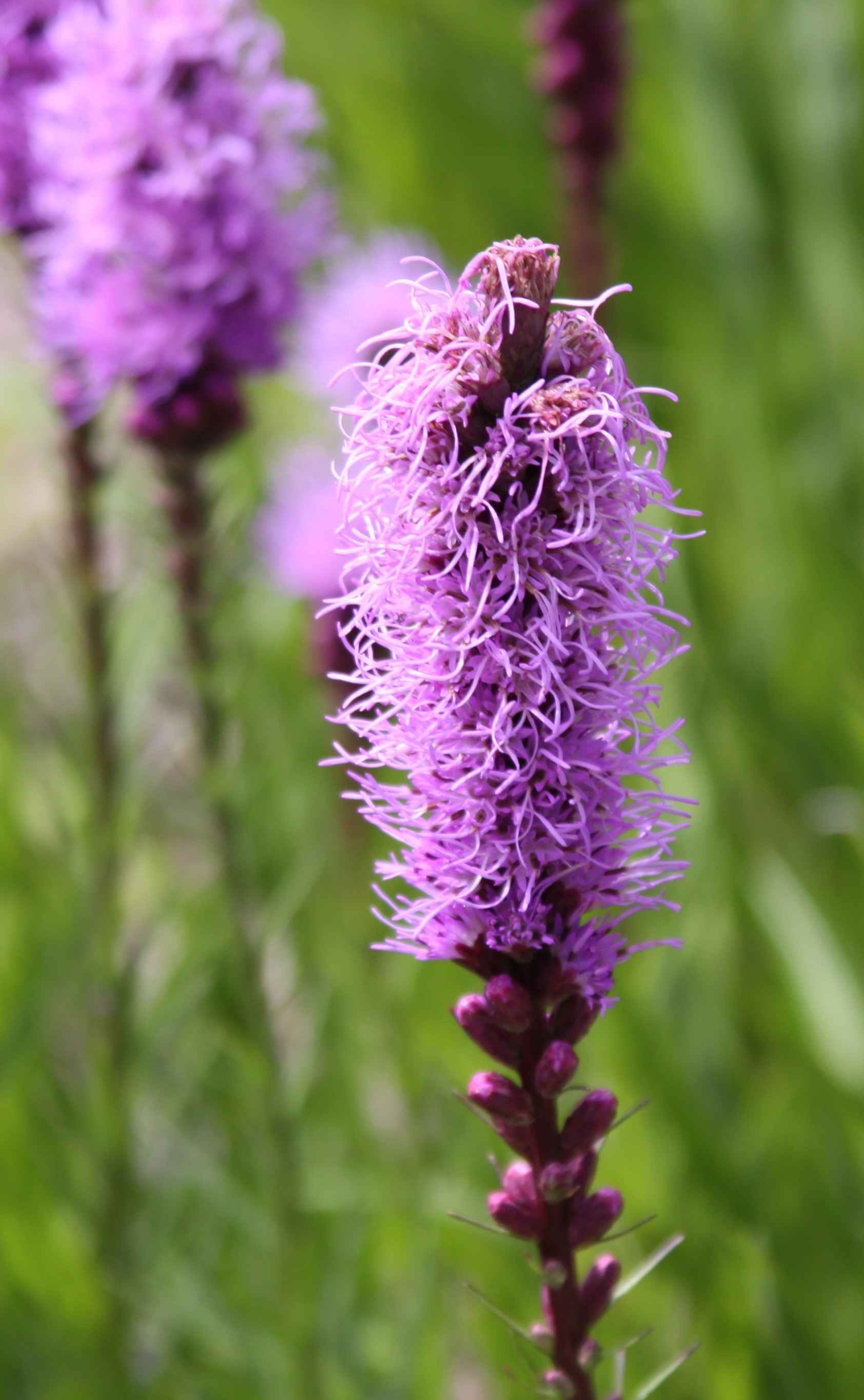 Blazing Star - Chimney Rock at Chimney Rock State Park