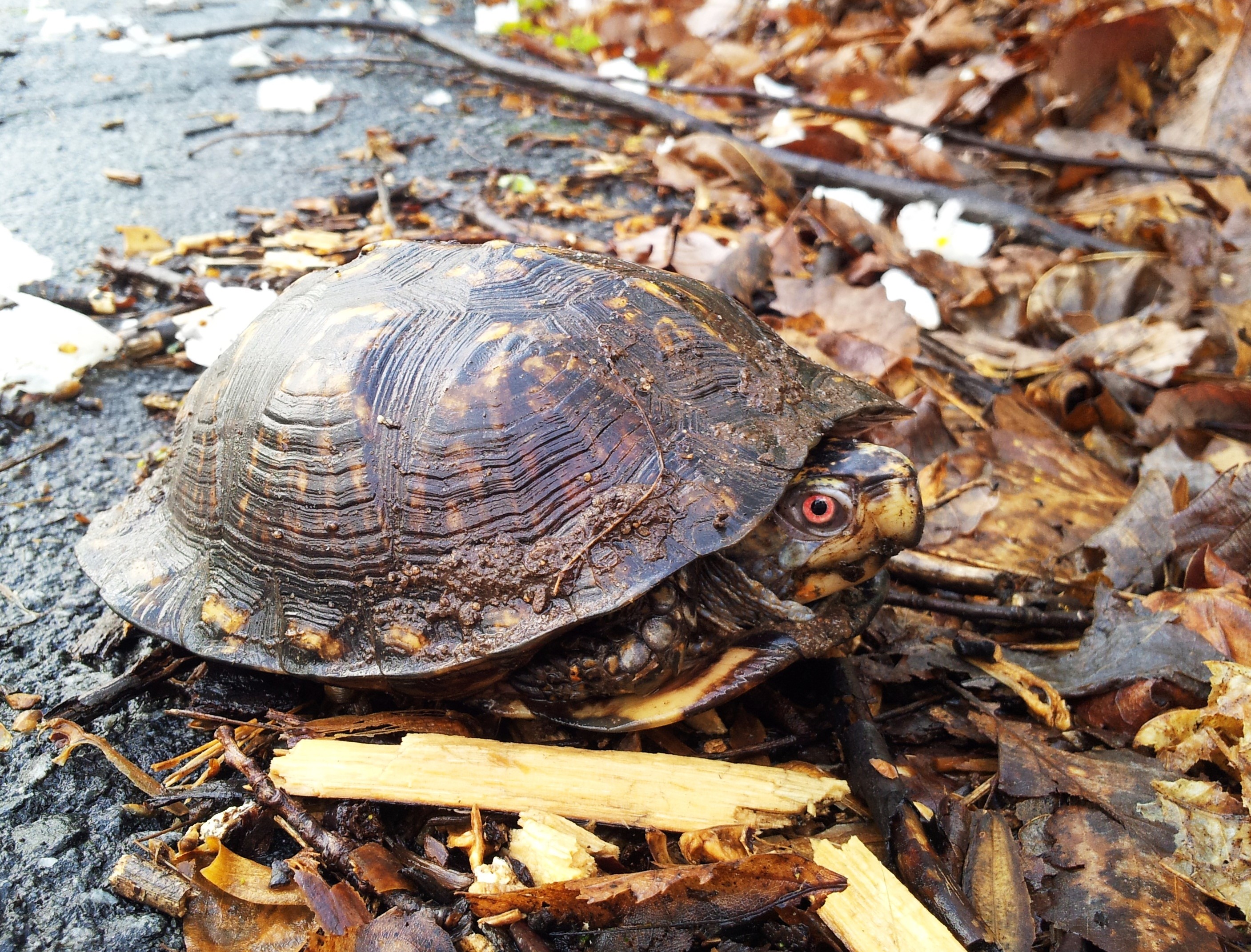 » Eastern Box Turtle 3-24